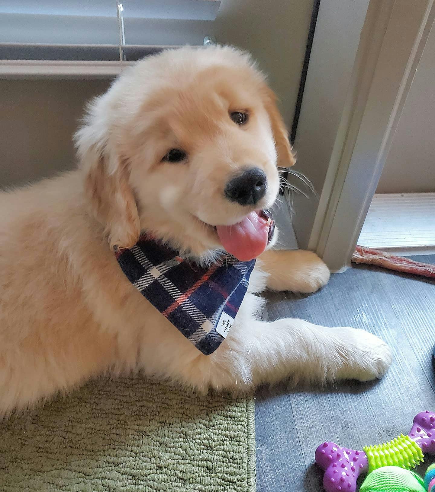 puppy with bandana