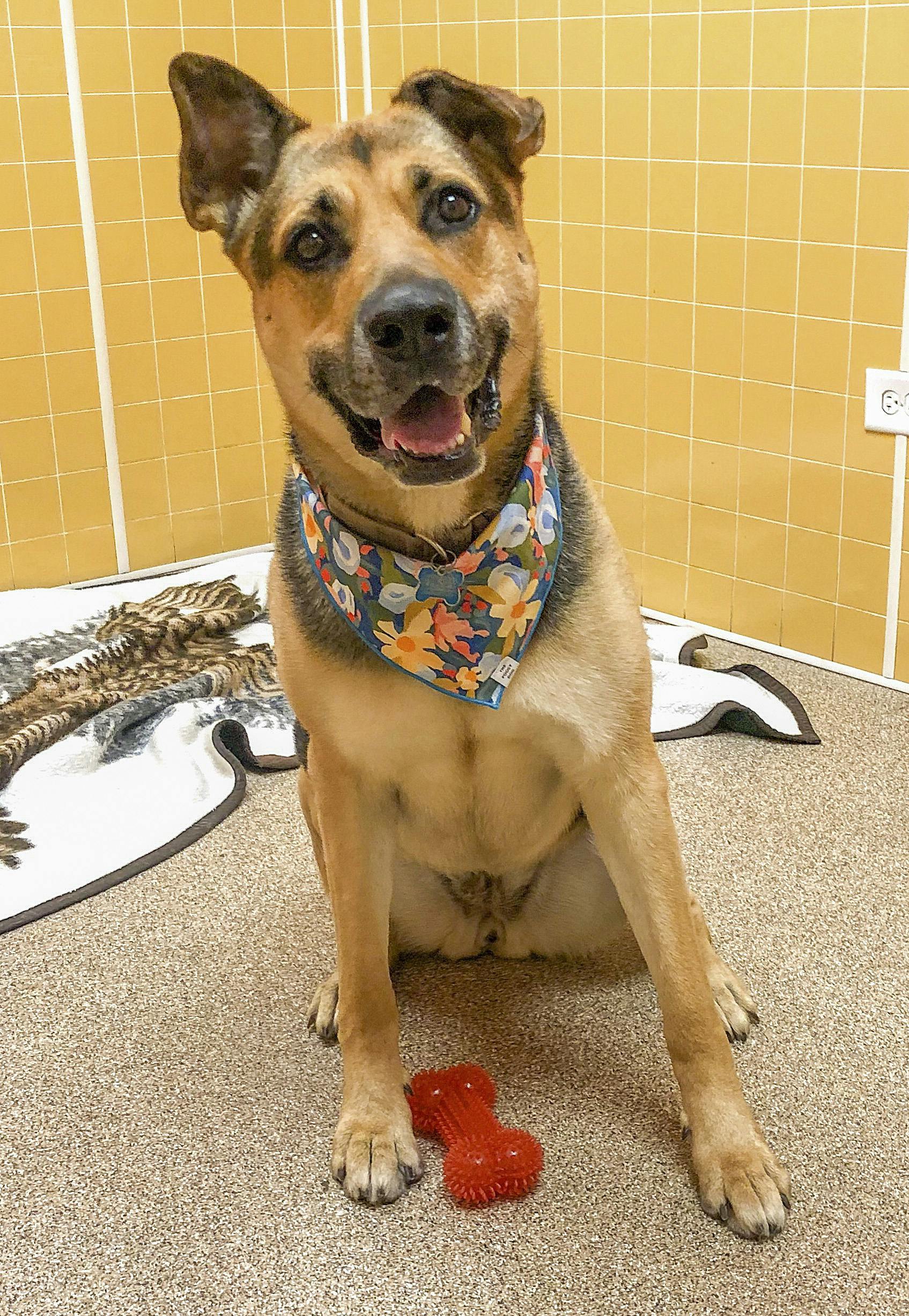 how to tie a bandana for a dog