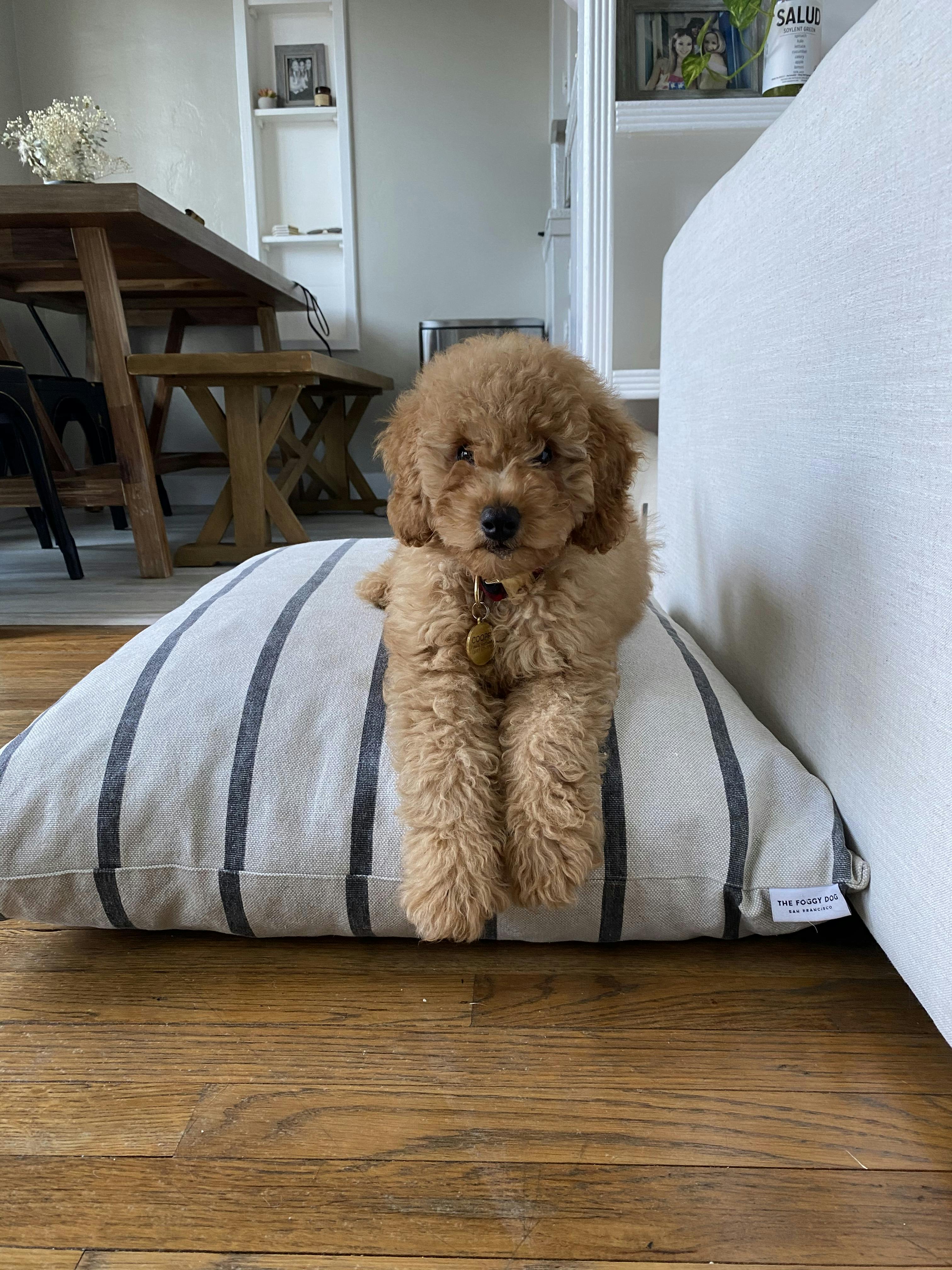 dog bed replacement foam