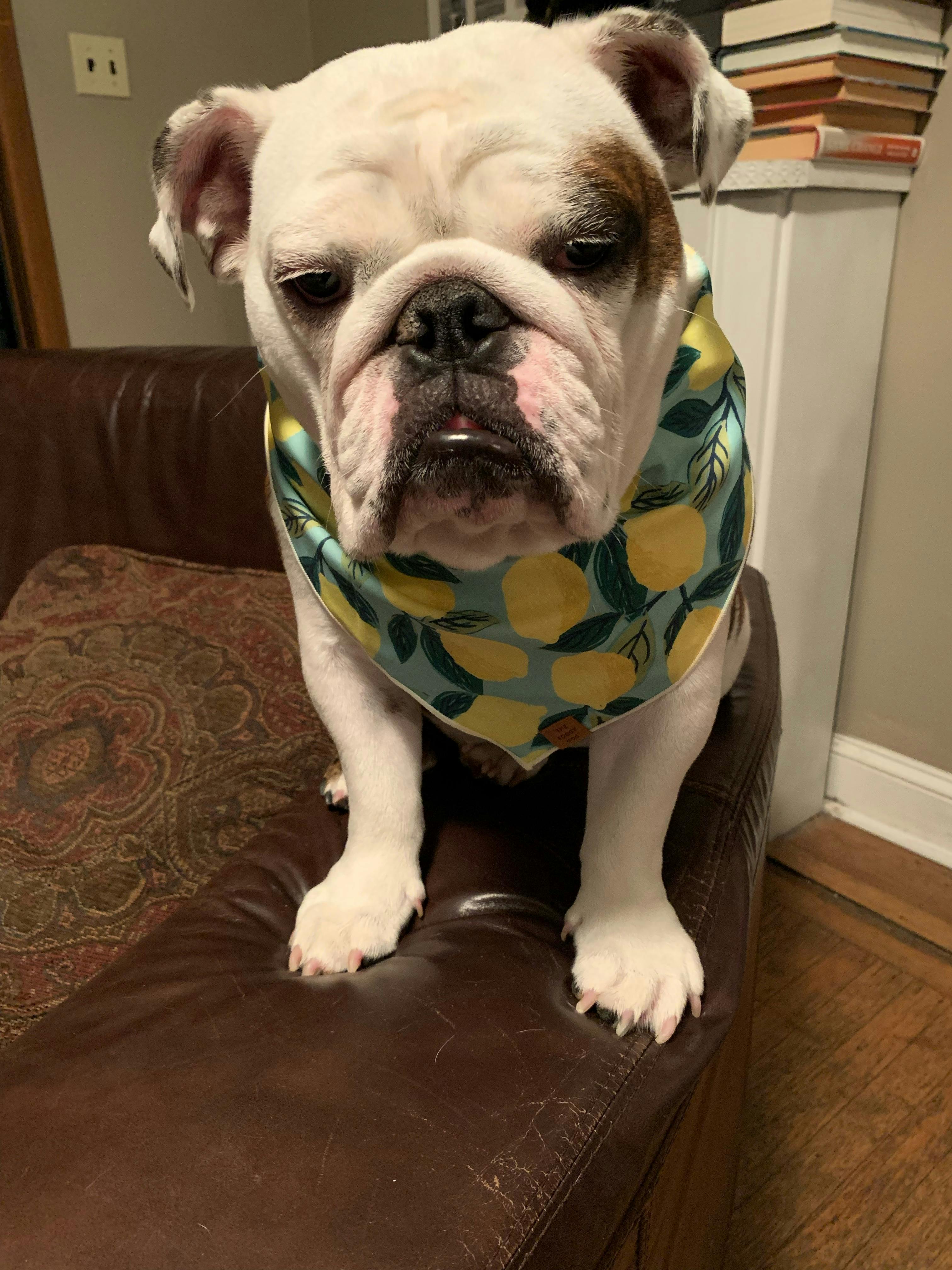 Lemon Zest Dog Bandana – The Foggy Dog