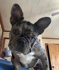 Essential Blend Raw Dog Food