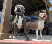 Ultimate Blend Raw Dog Food