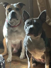 Premium Blend Raw Dog Food
