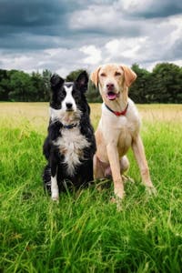 Premium Blend Raw Dog Food