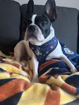 User picture