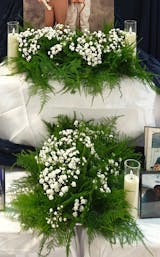 Plumosus Fern (Plumosa, Asparagus Fern) – 20 Stem Bunches | The Garland Guy