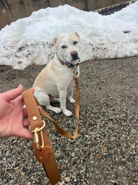 TGP Luxe Dog Collar