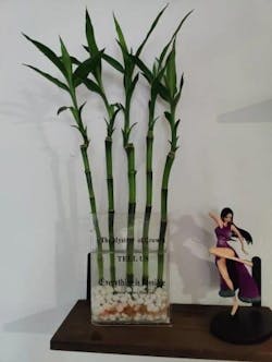 Book Shaped Acrylic Vase