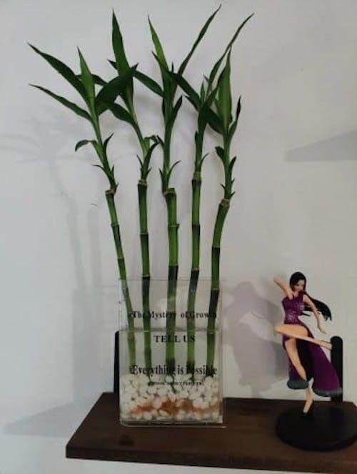 Book Shaped Acrylic Vase