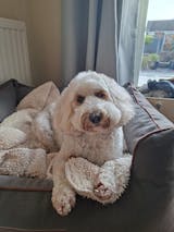 The Nourishing Fluff - Dog Shampoo