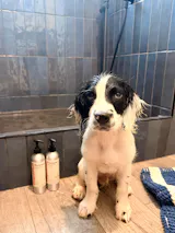 Oatmeal & Honey Dog Conditioner