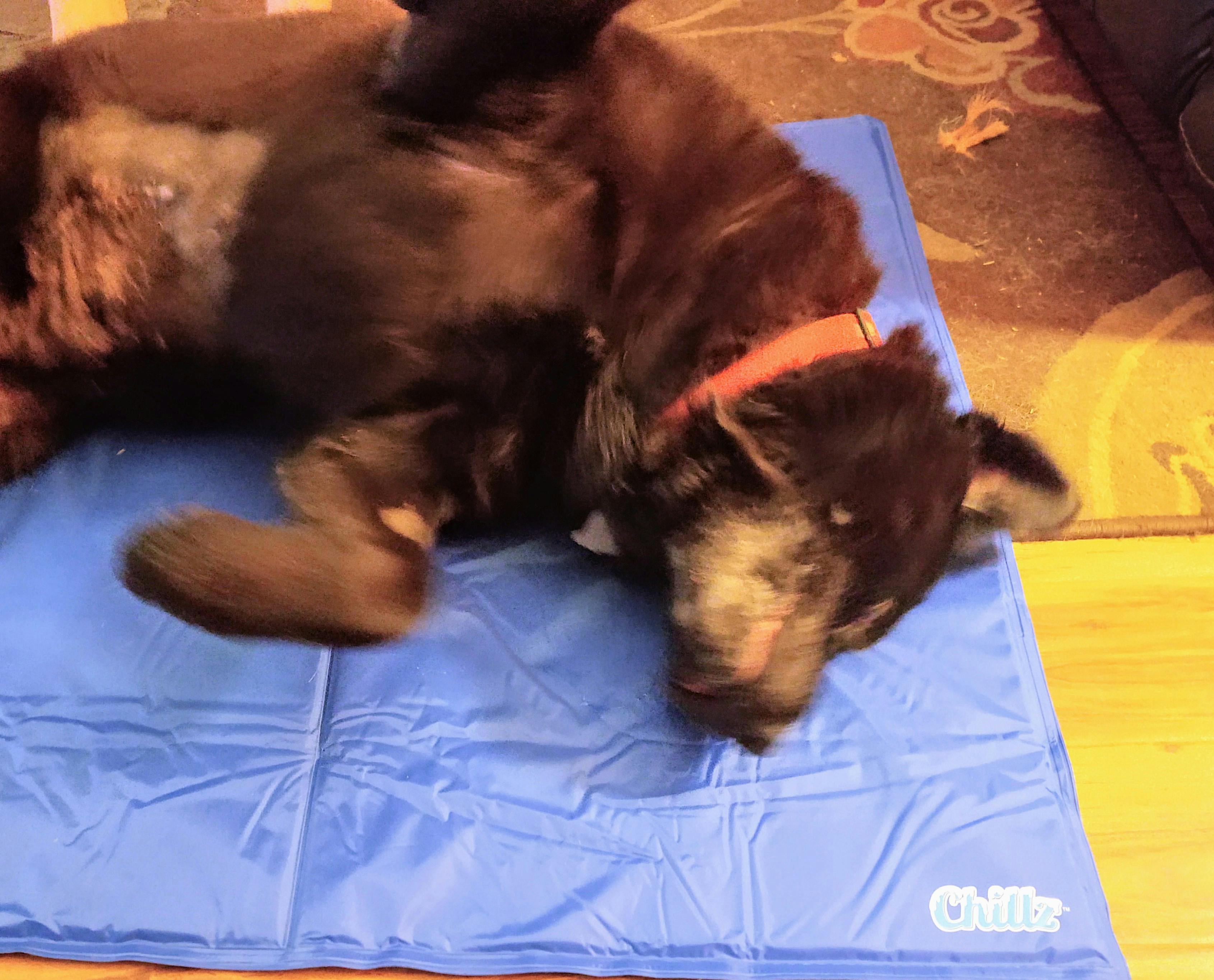 the cool pet pad reviews