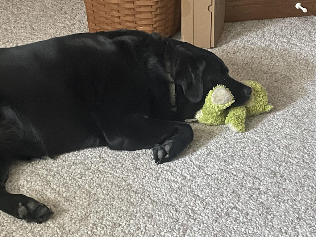 The Green Pet Shop Reviews