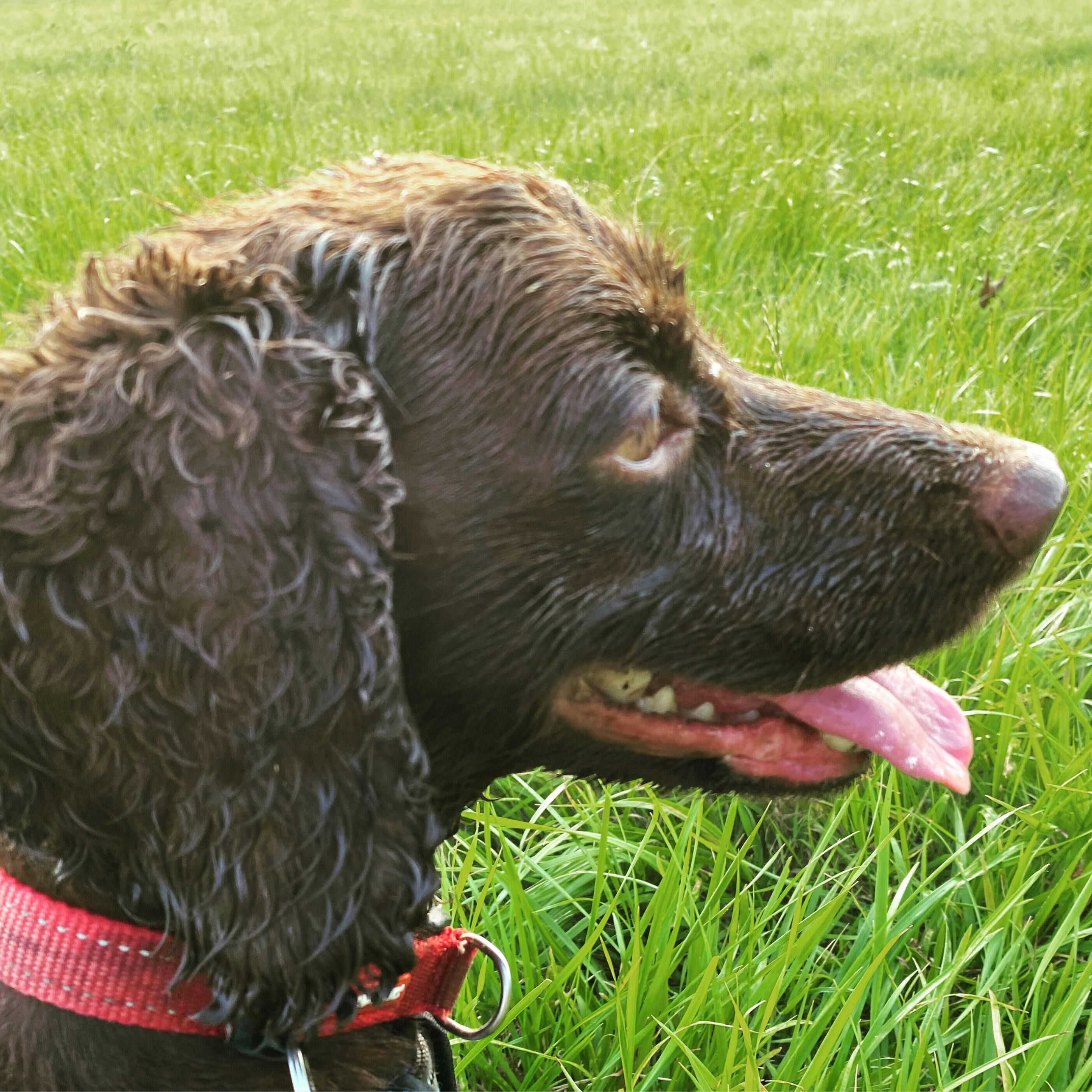 The GREEN POOP BAG UK's most loved PLASTICFREE poo bag with HANDLES