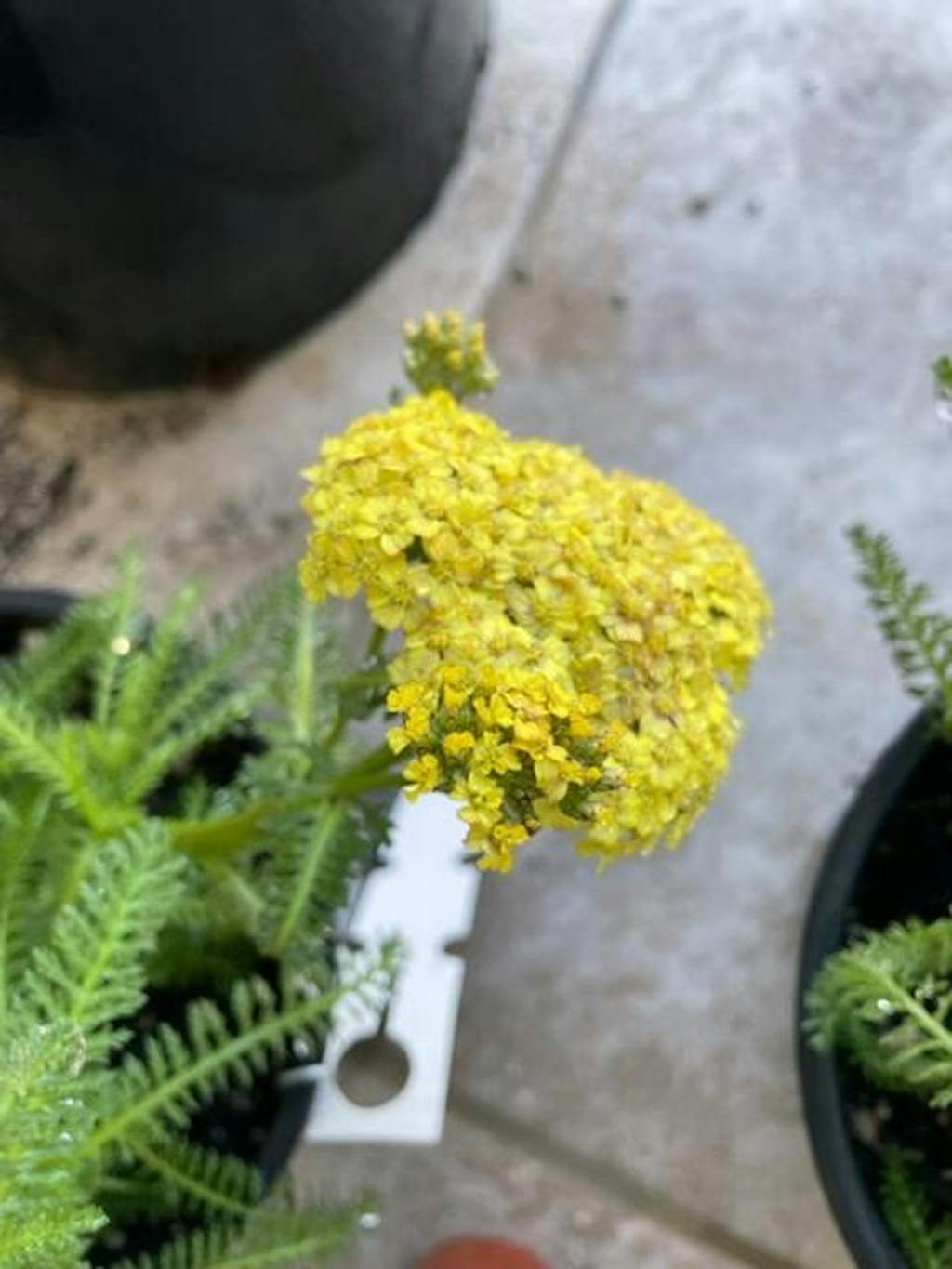 Terra Cotta Common Yarrow for Sale Online The Greenhouse