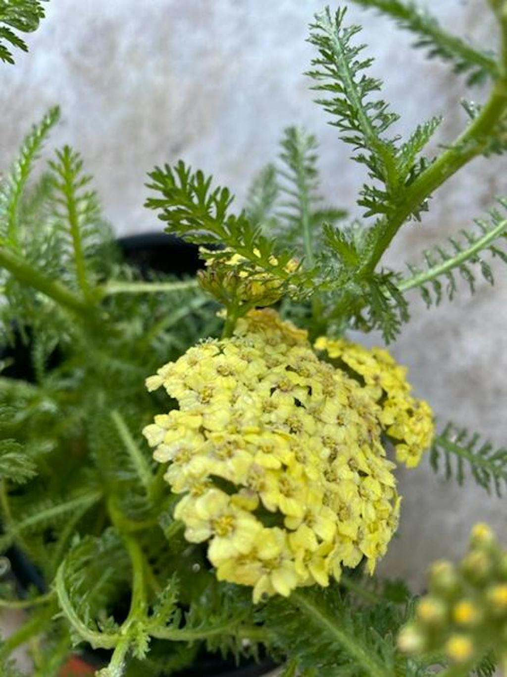 Terra Cotta Common Yarrow for Sale Online The Greenhouse