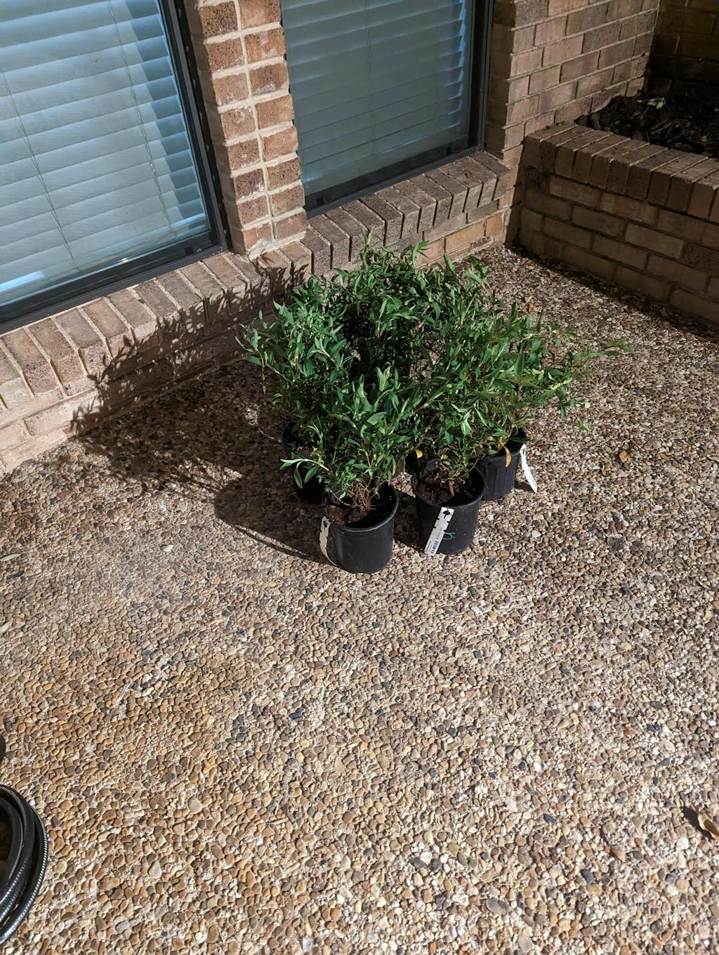 Orchid Rock Rose for Sale Online The Greenhouse