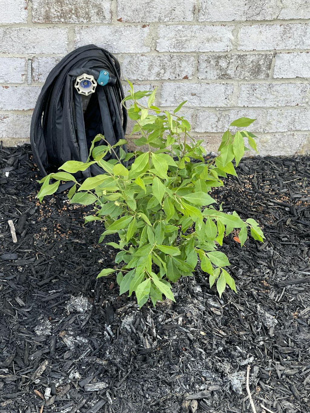 Dwarf Burning Bush for Sale Online The Greenhouse