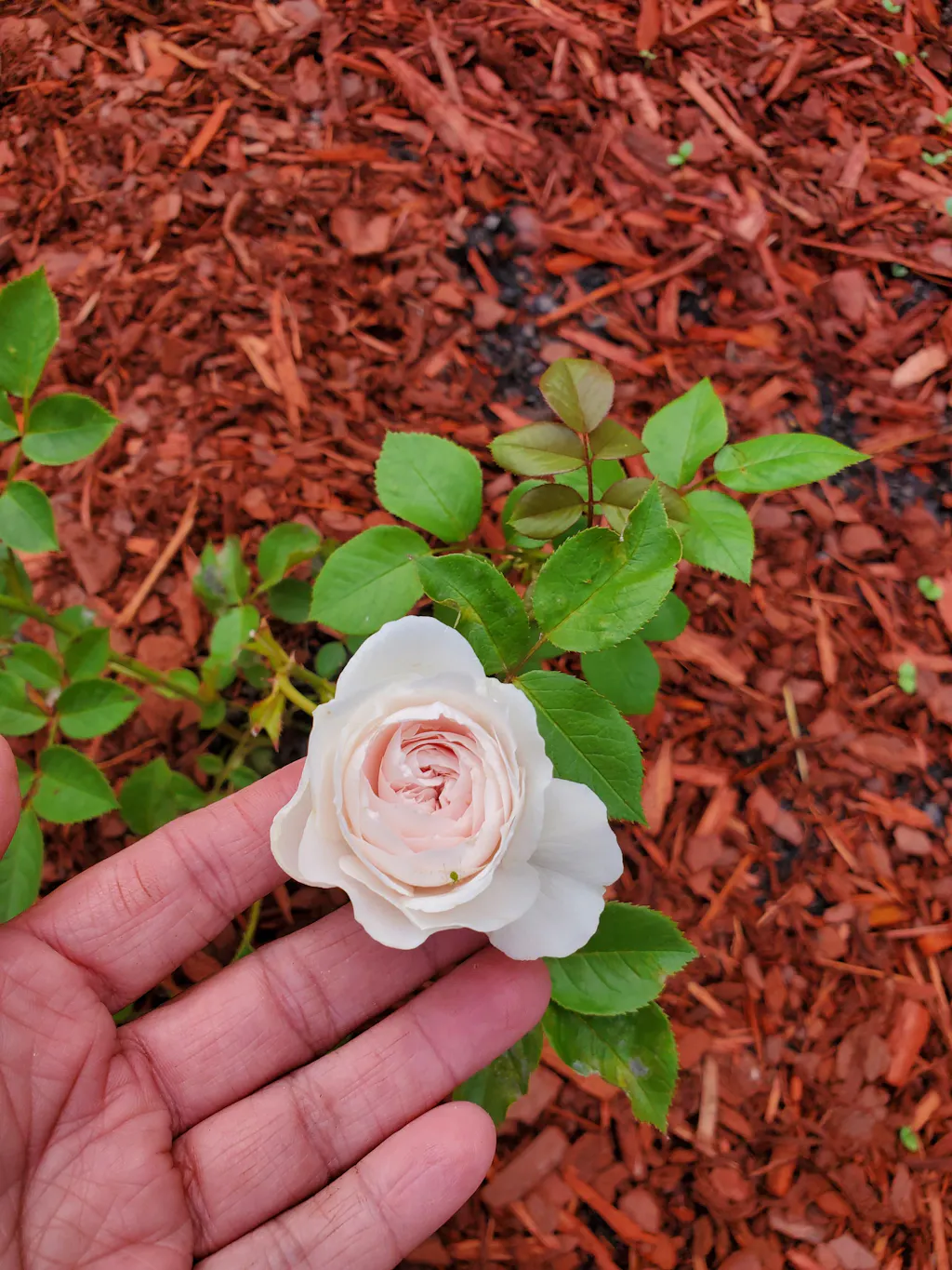 Earth Angel Parfuma® Rose The Greenhouse