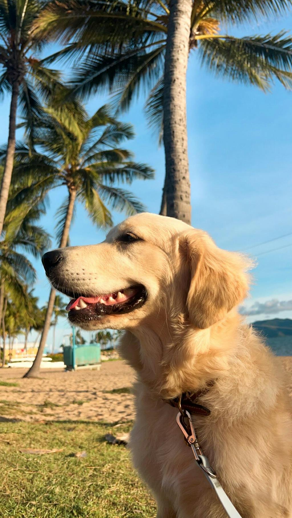 GROOMI™ 3-In-1 Vacuum Pet Brush