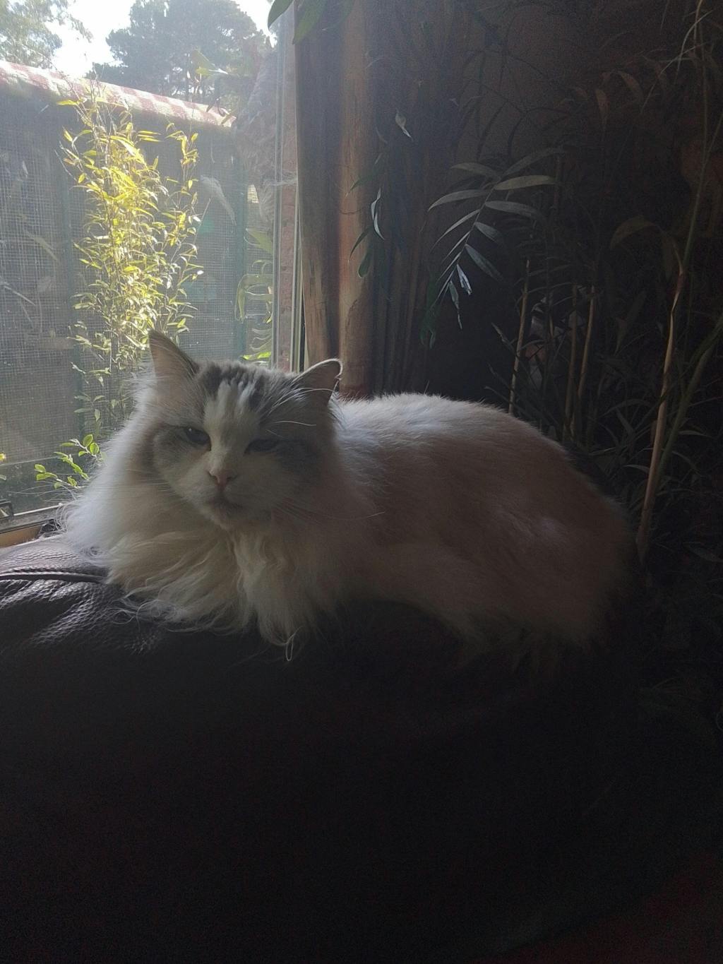 GROOMI™ 3-In-1 Vacuum Pet Brush