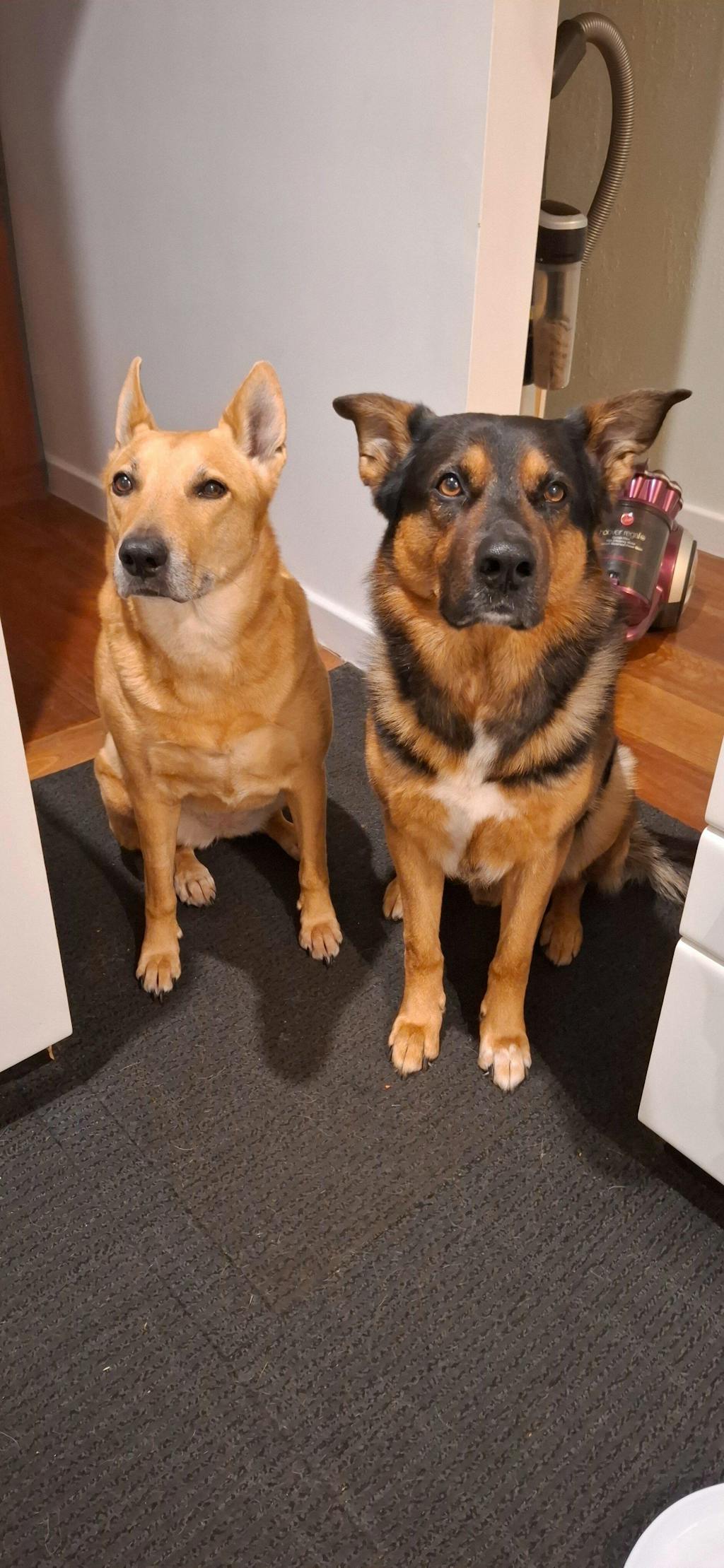 GROOMI™ 3-In-1 Vacuum Pet Brush