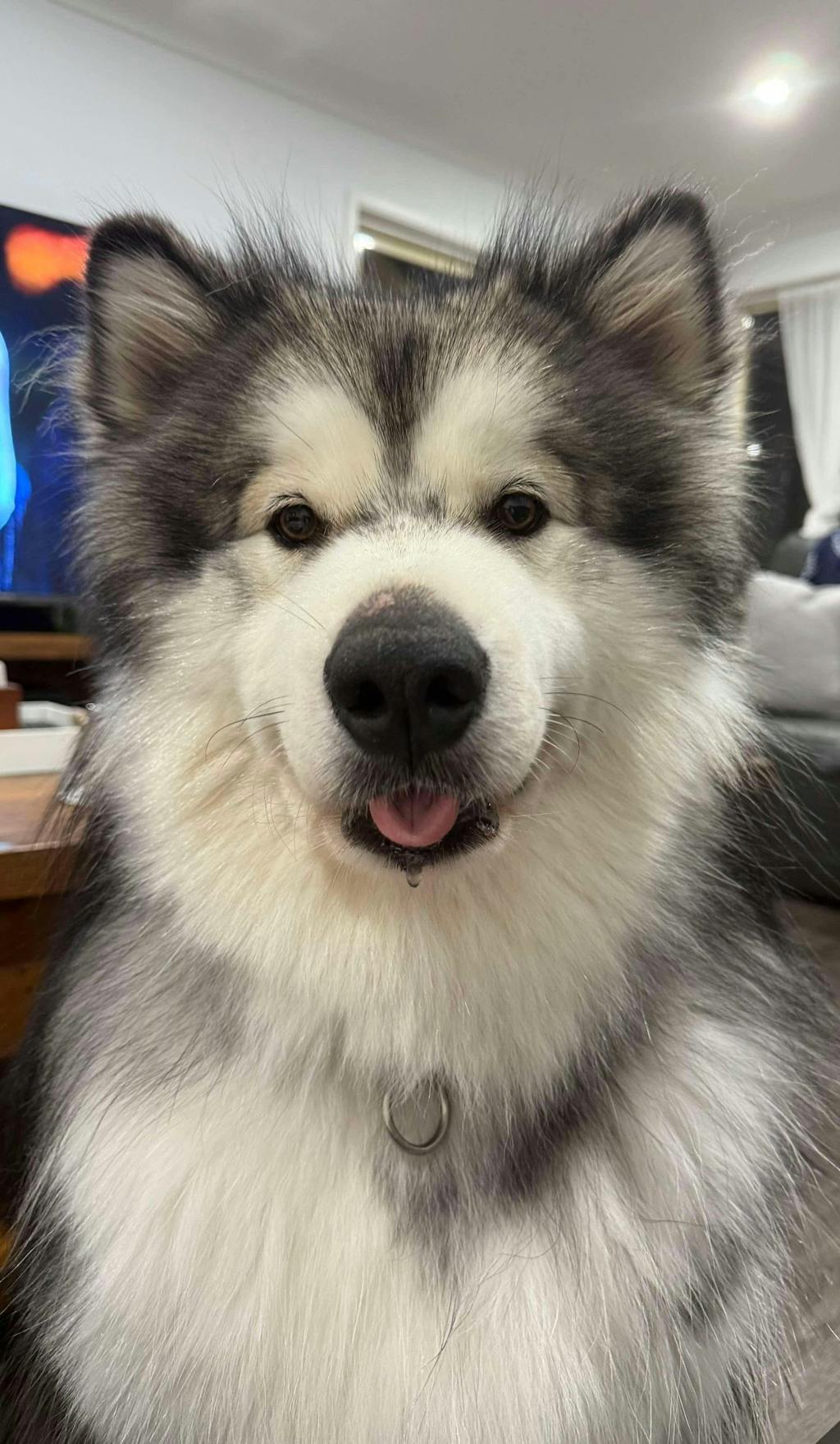 GROOMI™ 3-In-1 Pet Brush