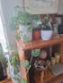 The Lily Pot