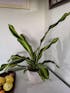 Dracaena Goldcord