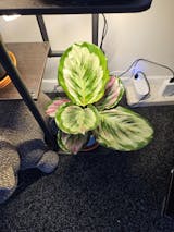 Calathea Rose Medallion