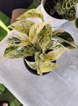 Epipremnum Snow Queen