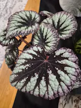 Begonia Fireworks