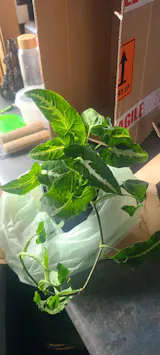 Syngonium Wendlandii Black Velvet