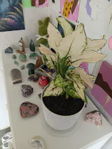 Aglaonema White Valentine