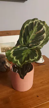 The Lily Pot