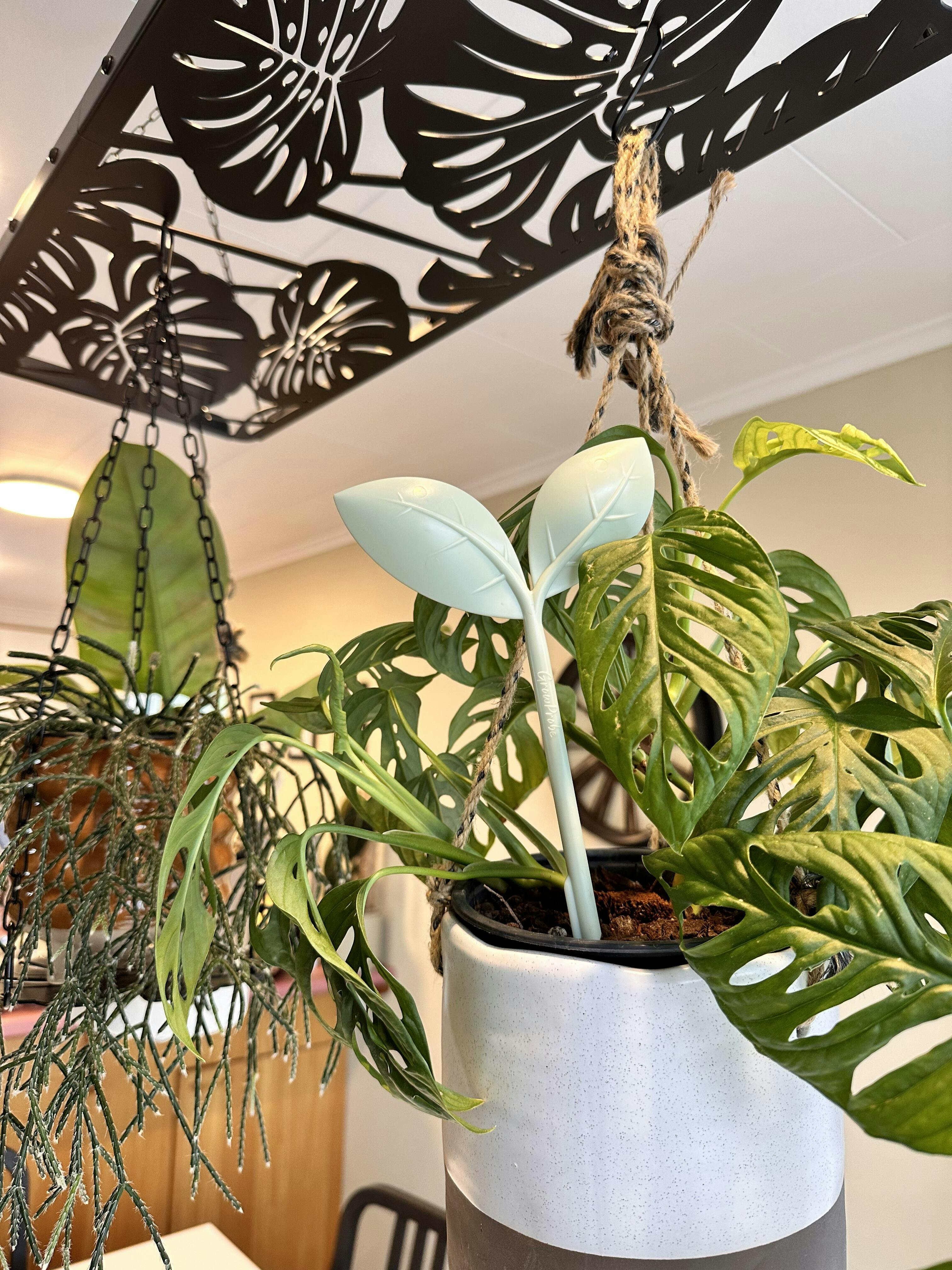 Hanging Plant Rack - Monstera – The Mad Plantist