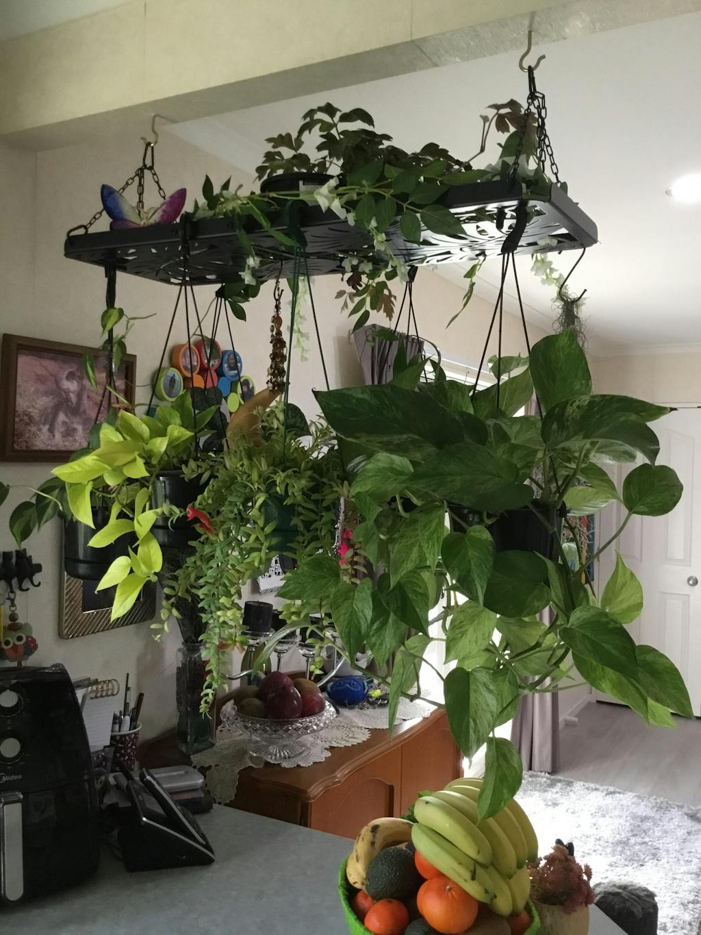 Hanging Plant Rack - Monstera – The Mad Plantist