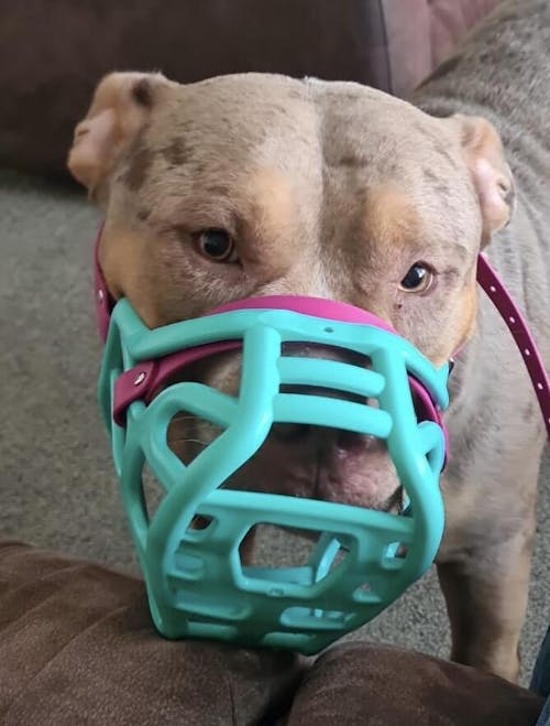 Size Harry 2.0 Dog Muzzle - Made to order muzzle with colour customisation