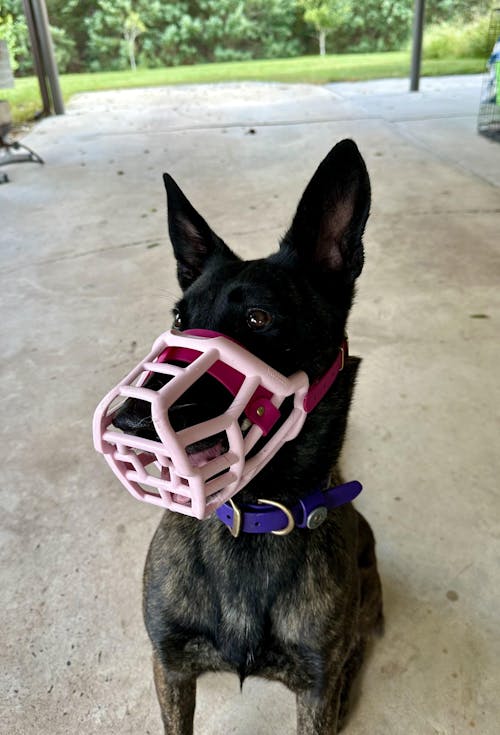 The Muzzle Movement