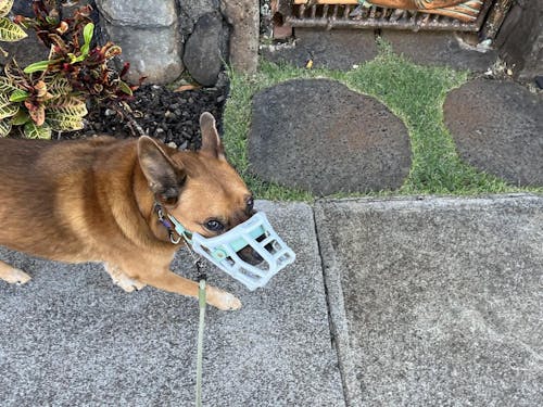 Size Tolly Dog Muzzle - Made to order muzzle with colour customisation