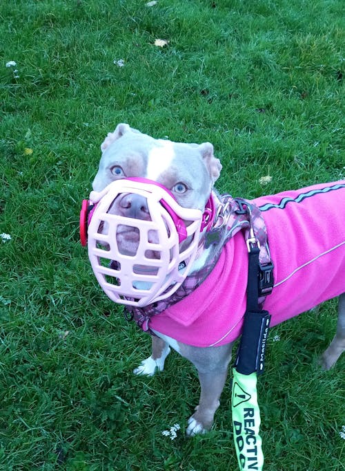 Size Pippa Dog Muzzle Pre Order - Made to order muzzle with colour customisation - SHIPPING DUE TO START FROM THE 8TH DECEMBER 2025