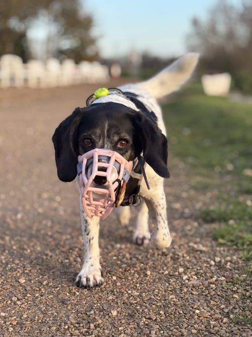 Size Rex Dog Muzzle - ready to ship
