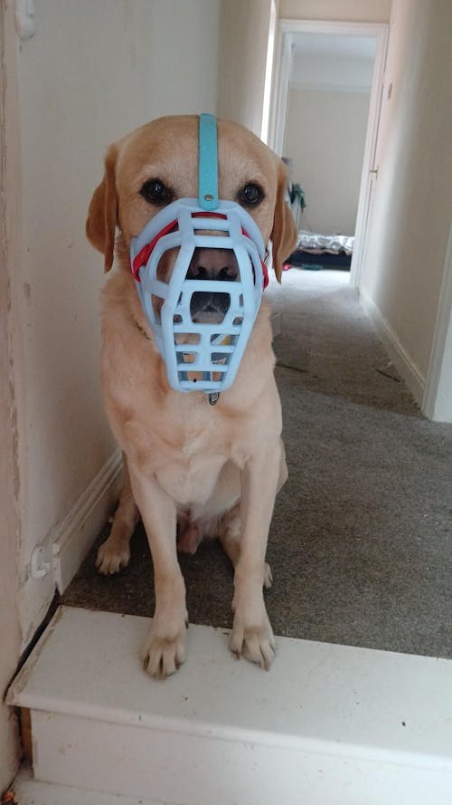 Size Taz Dog Muzzle - Made to order muzzle with colour customisation