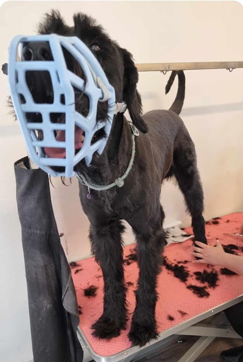 Size Taz Dog Muzzle- ready to ship