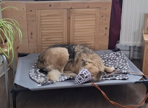 Size Neli Dog Muzzle - Ready to ship