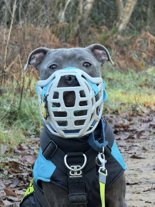 Size Pippa Dog Muzzle - Made to order muzzle with colour customisation