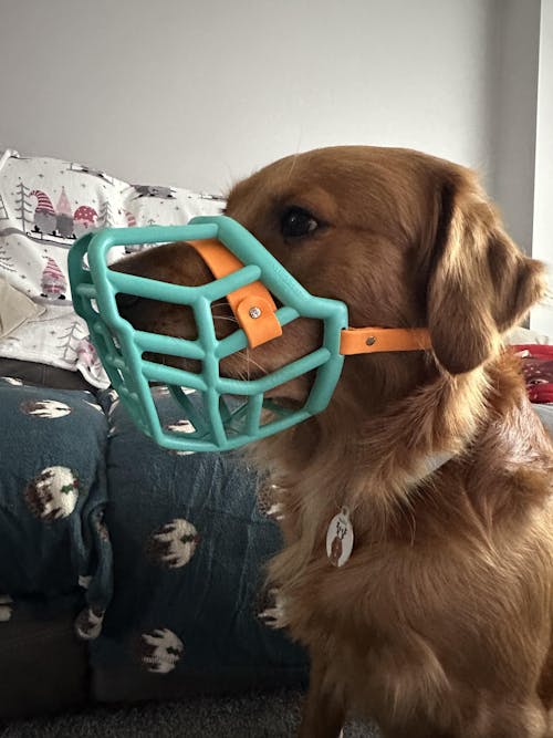 Size Neli Dog Muzzle - Made to order muzzle with colour customisation