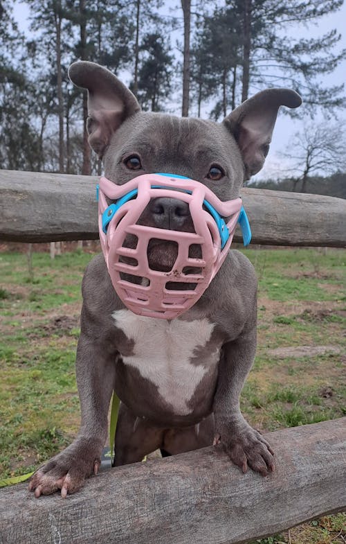 Size Pippa Dog Muzzle - Made to order muzzle with colour customisation