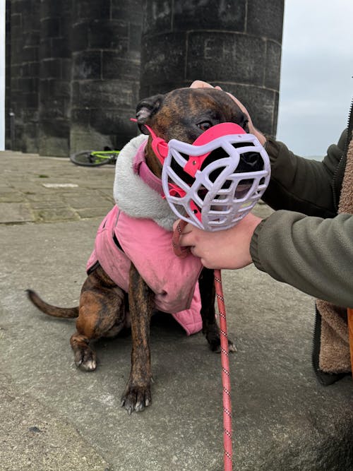 Size Pippa Dog Muzzle - Made to order muzzle with colour customisation