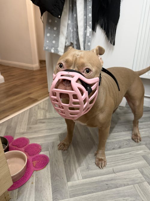 Size Pippa Dog Muzzle - Made to order muzzle with colour customisation